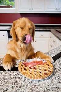 dog eating pie