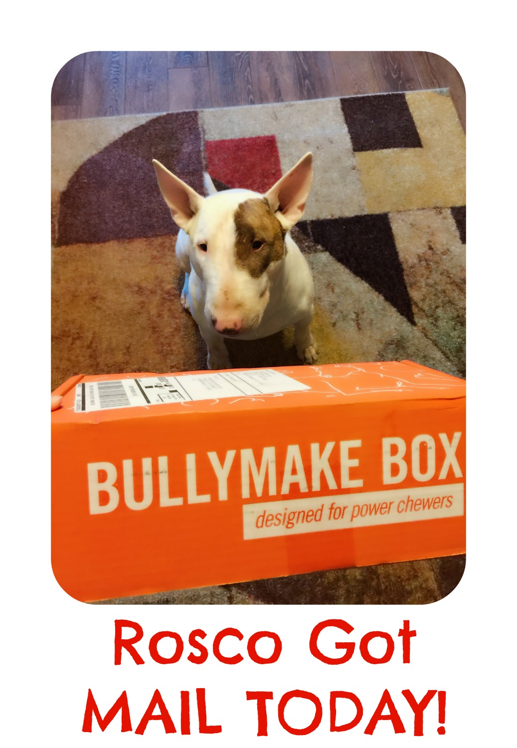 Rosco got mail from Bullymake Box!  He LOVED it!